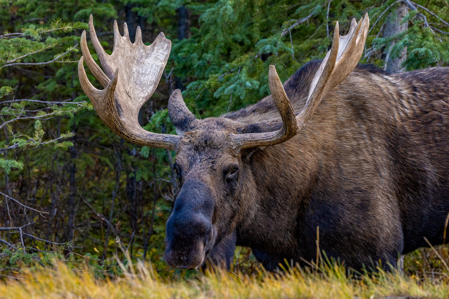 "Mess with the Bull" - Jasper, Alberta, Canada (Moose)