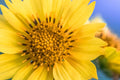 "Mini Daze" (Sunflower)