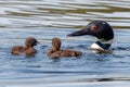 "Minnow Teachings" - Lake Vermillion, Minnesota (Common Loon)