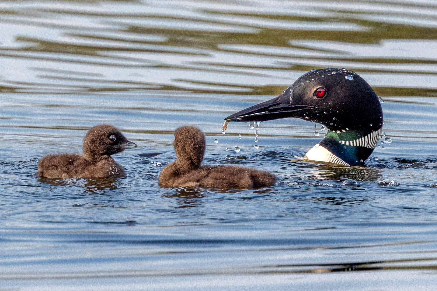 "Minnow Teachings" - Lake Vermillion, Minnesota (Common Loon)