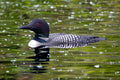 "Momma Loon" - Lake Vermillion, Minnesota (Common Loon)