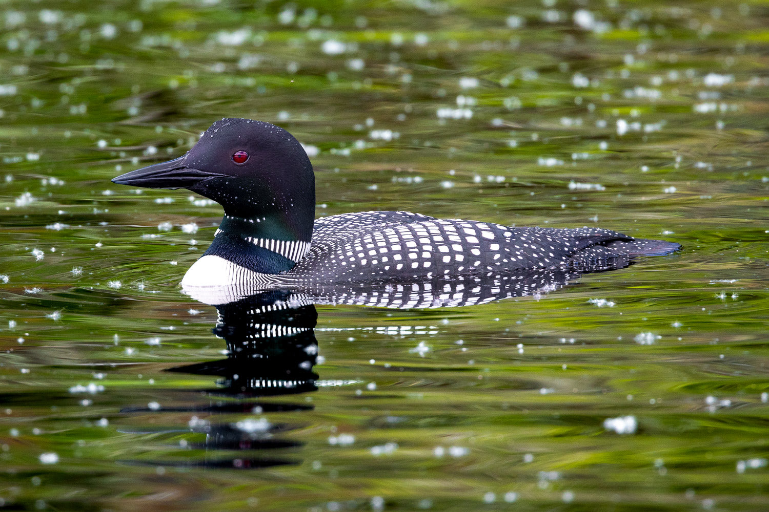 "Momma Loon" - Lake Vermillion, Minnesota (Common Loon)