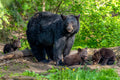 "Momma's Brood" - Orr, Minnesota (Black Bear)