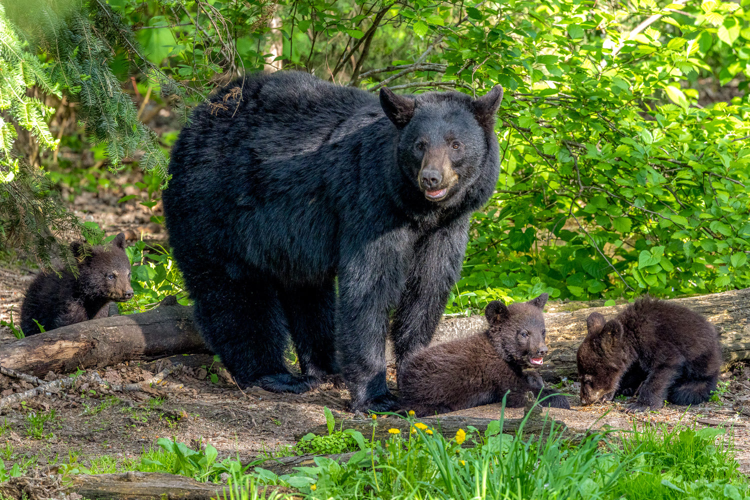 "Momma's Brood" - Orr, Minnesota (Black Bear)
