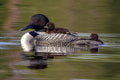 "Momma's Love" - Lake Vermillion, Minnesota (Common Loon)