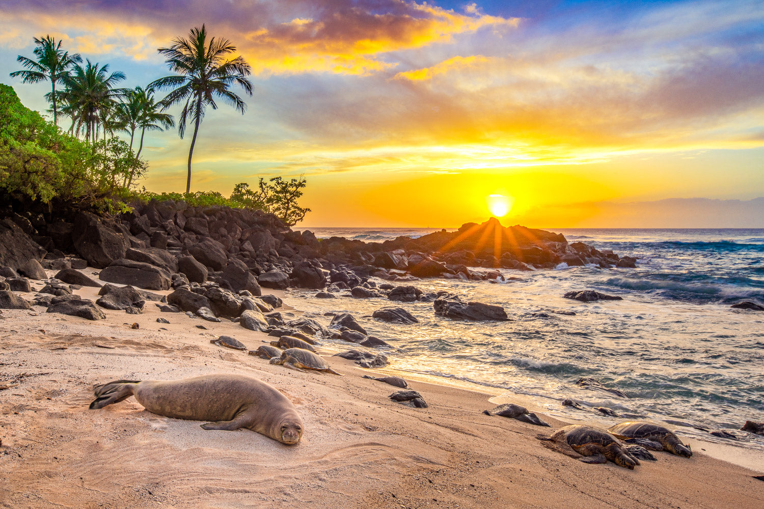 "Monk Set" - North Shore, Oahu