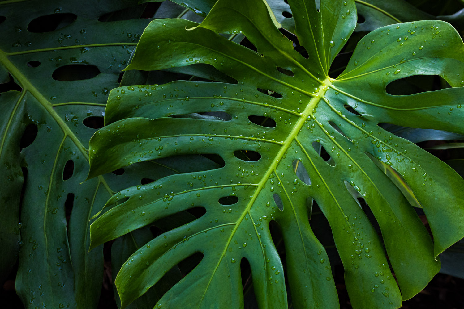 "Monstera" (Monstera)
