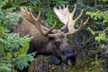 "Moose-A-Boo" - Jasper, Alberta, Canada (Moose)