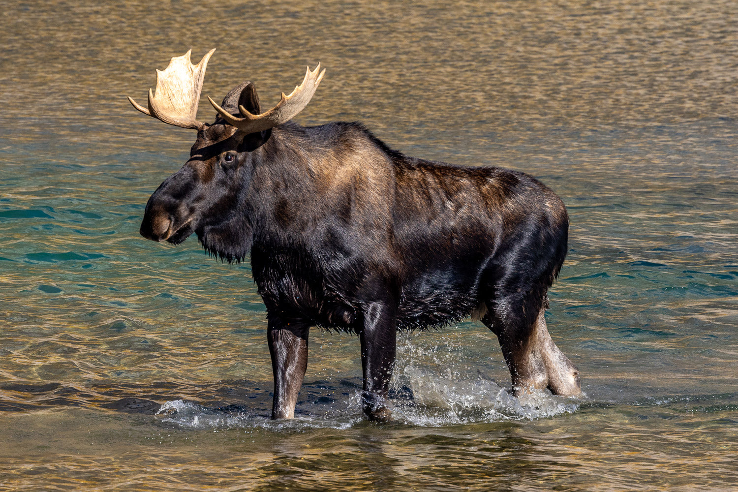 "Moose Crossing" - Medicine Lake, Jasper, Alberta, Canada (Moose)