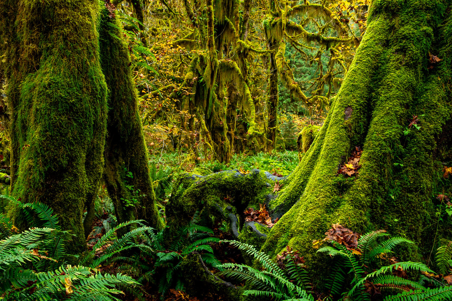 "Mossed" - Hoh Rain Forrest, Olympic National Park, Washington