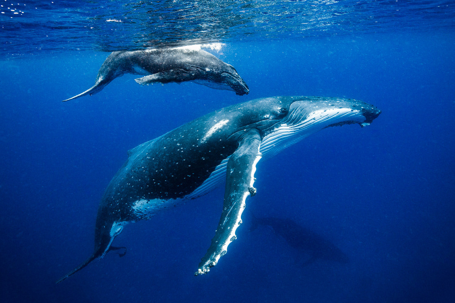 "Mother's Love" - Vavau, Tonga (Humpback Whale)