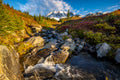 "Myrtle II" - Mount Rainier National Park, Washington