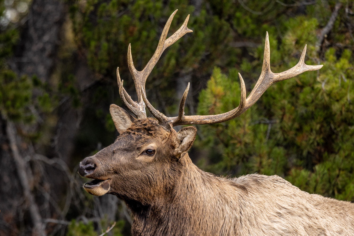 "Neighbor" - Banff, Alberta, Canada (North American Elk)