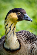 "Nene" - Honolulu, Oahu (Nene)