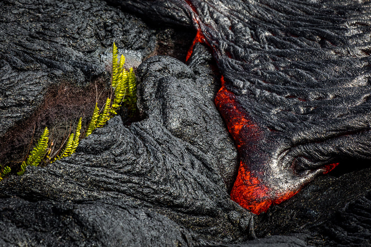 "New Beginnings" - Kamokuna, Hawaii