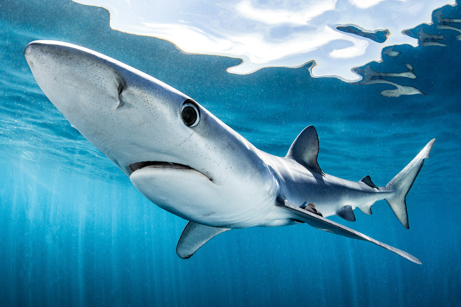 "Nosey Juan" - Cabo San Lucas, Mexico (Blue Shark)