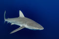 "Oahu Sand" - Haleiwa, Oahu (Sandbar Shark)