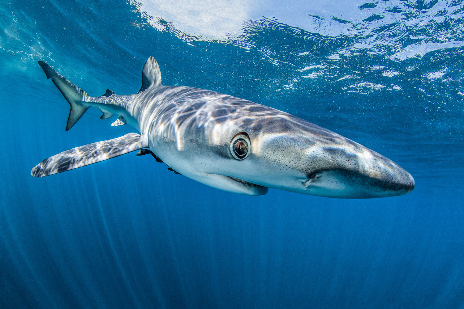 "Ojos Locos" - Cabo San Lucas, Mexico (Blue Shark)