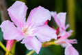 "Oleander" (Oleander)