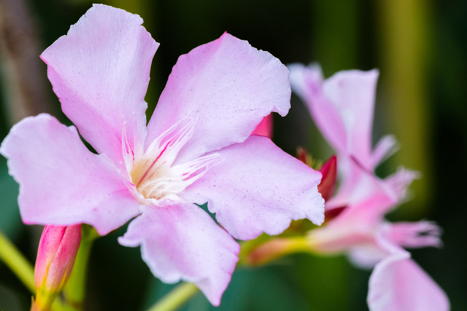 "Oleander" (Oleander)