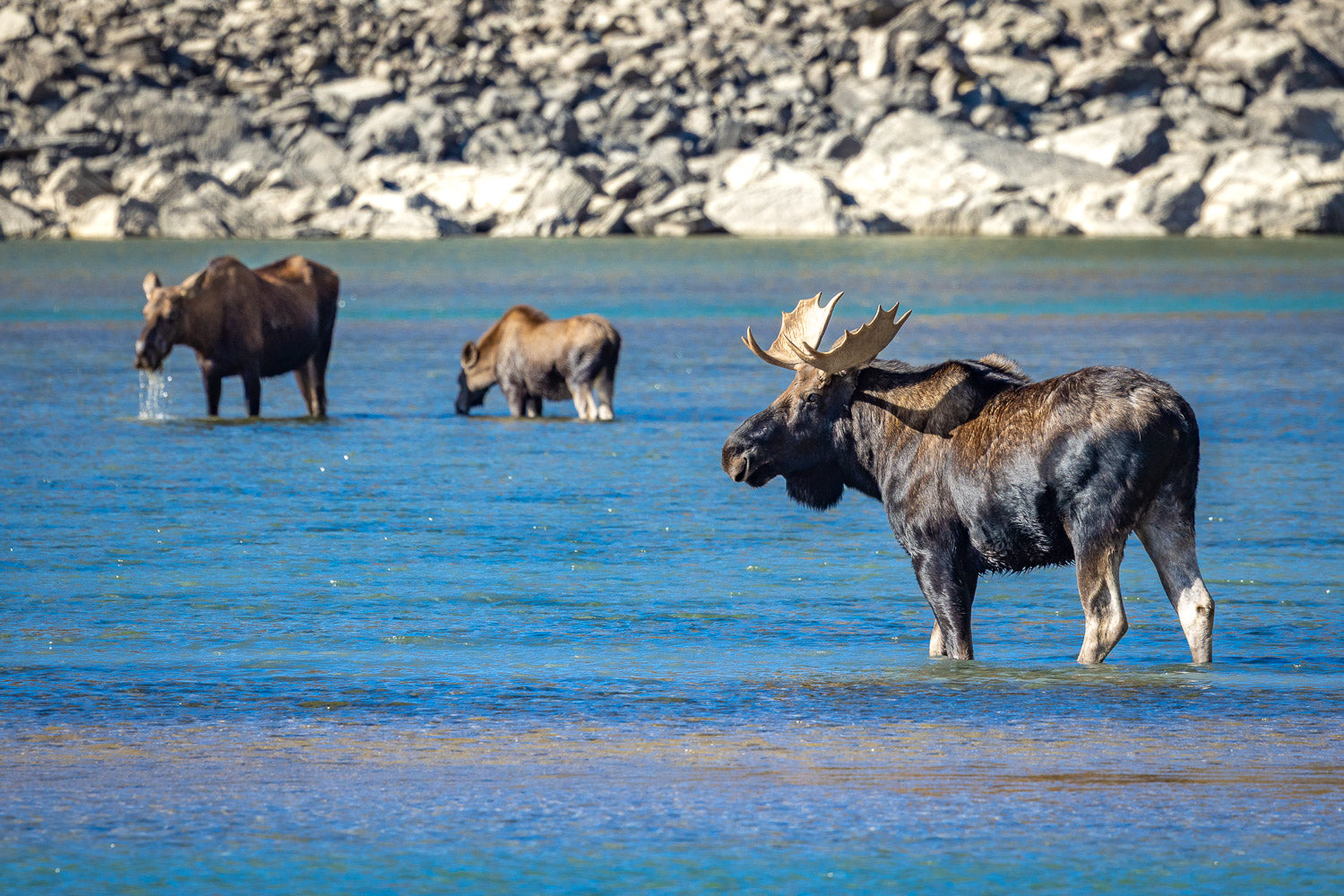 "On Guard" - Medicine Lake, Jasper, Alberta, Canada (Moose)