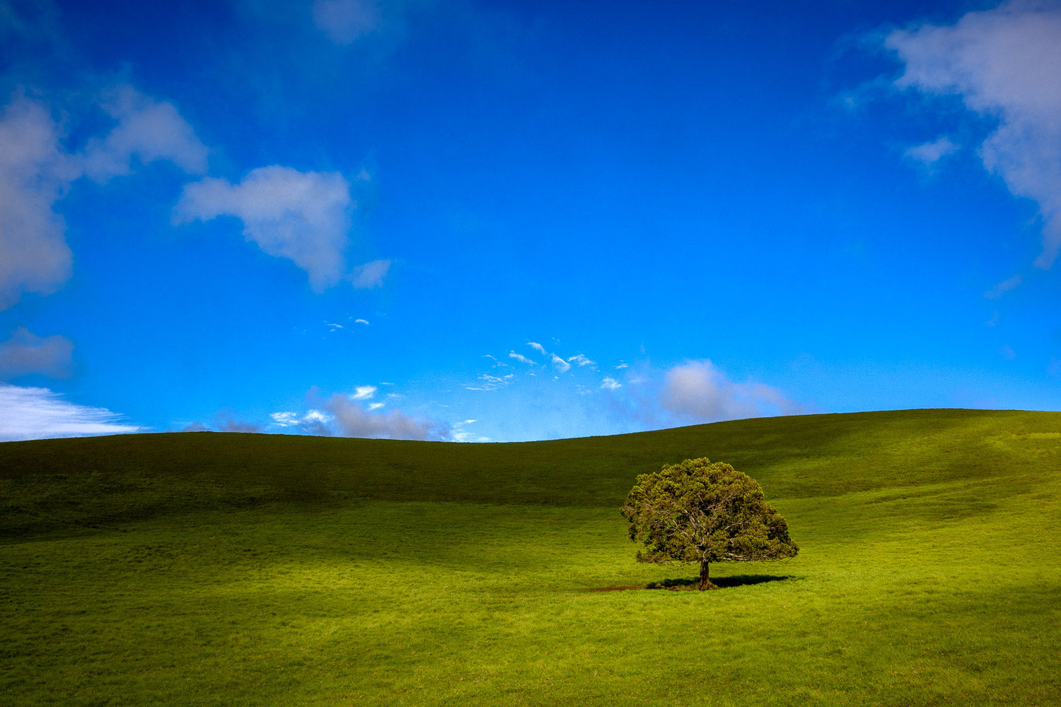 "One Tree Hill" - Kohala, Hawaii