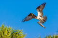"Osprey Snack" - Honeymoon Island SP, Dunedin, Florida (Osprey)