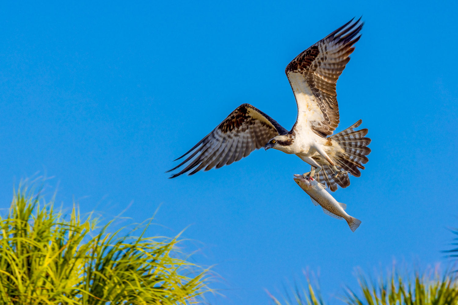 "Osprey Snack" - Honeymoon Island SP, Dunedin, Florida (Osprey)