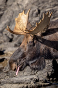 ";-P" - Medicine Lake, Jasper, Alberta, Canada (Moose)