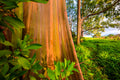 "Painted" - Hana Highway, Maui