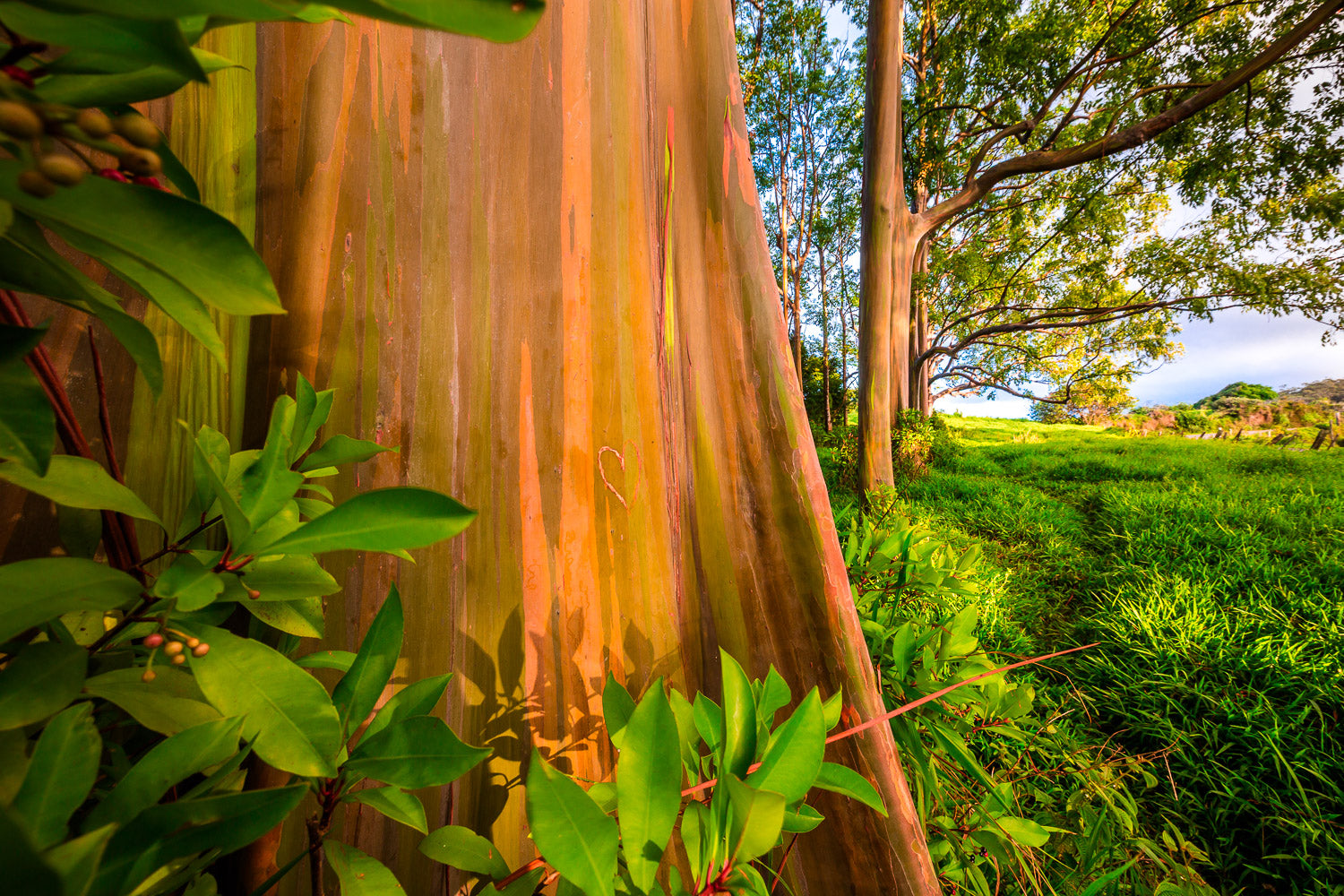 "Painted" - Hana Highway, Maui
