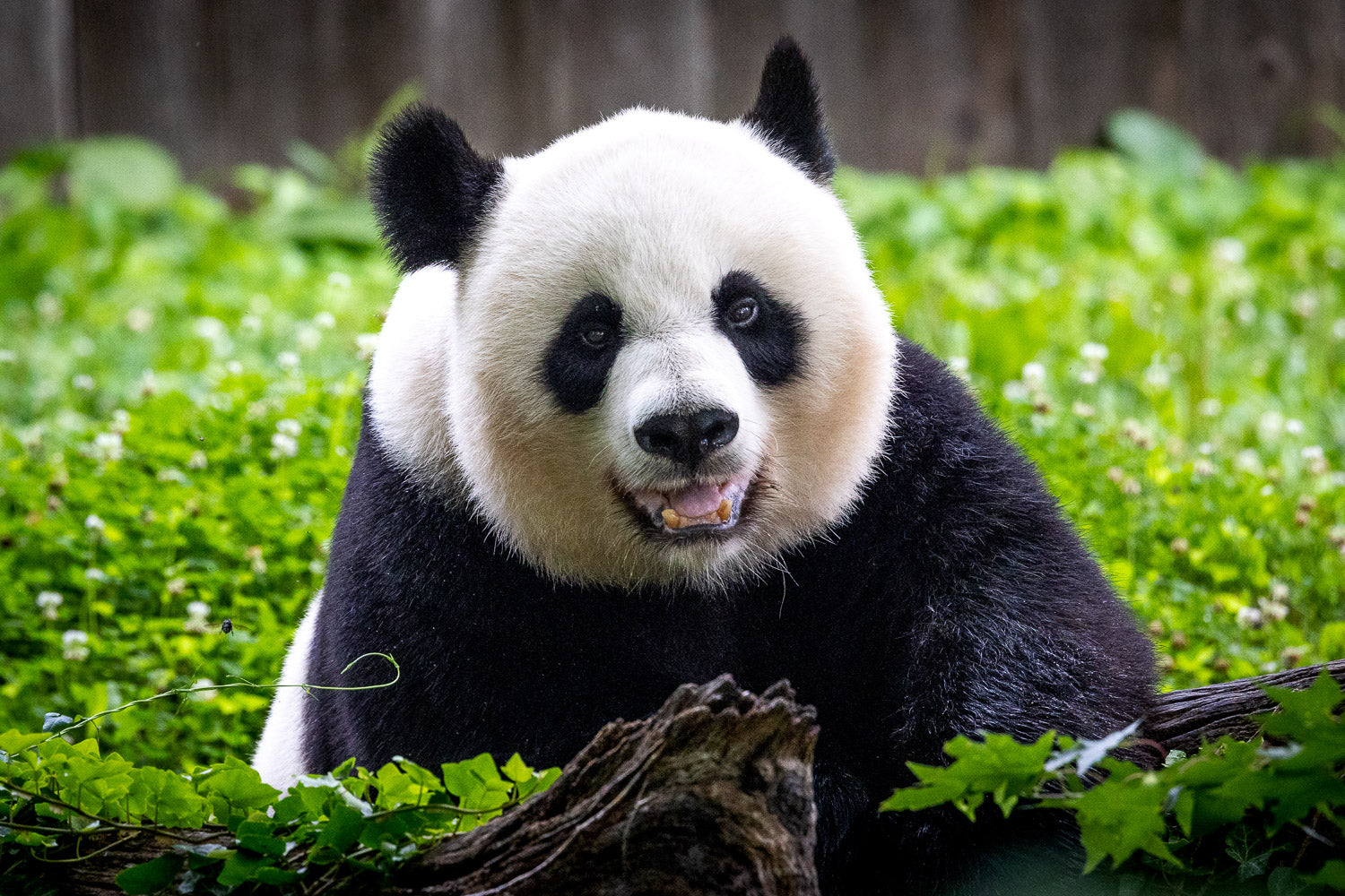 "Panda" - Washington, DC