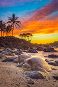 "Papa" - North Shore, Oahu