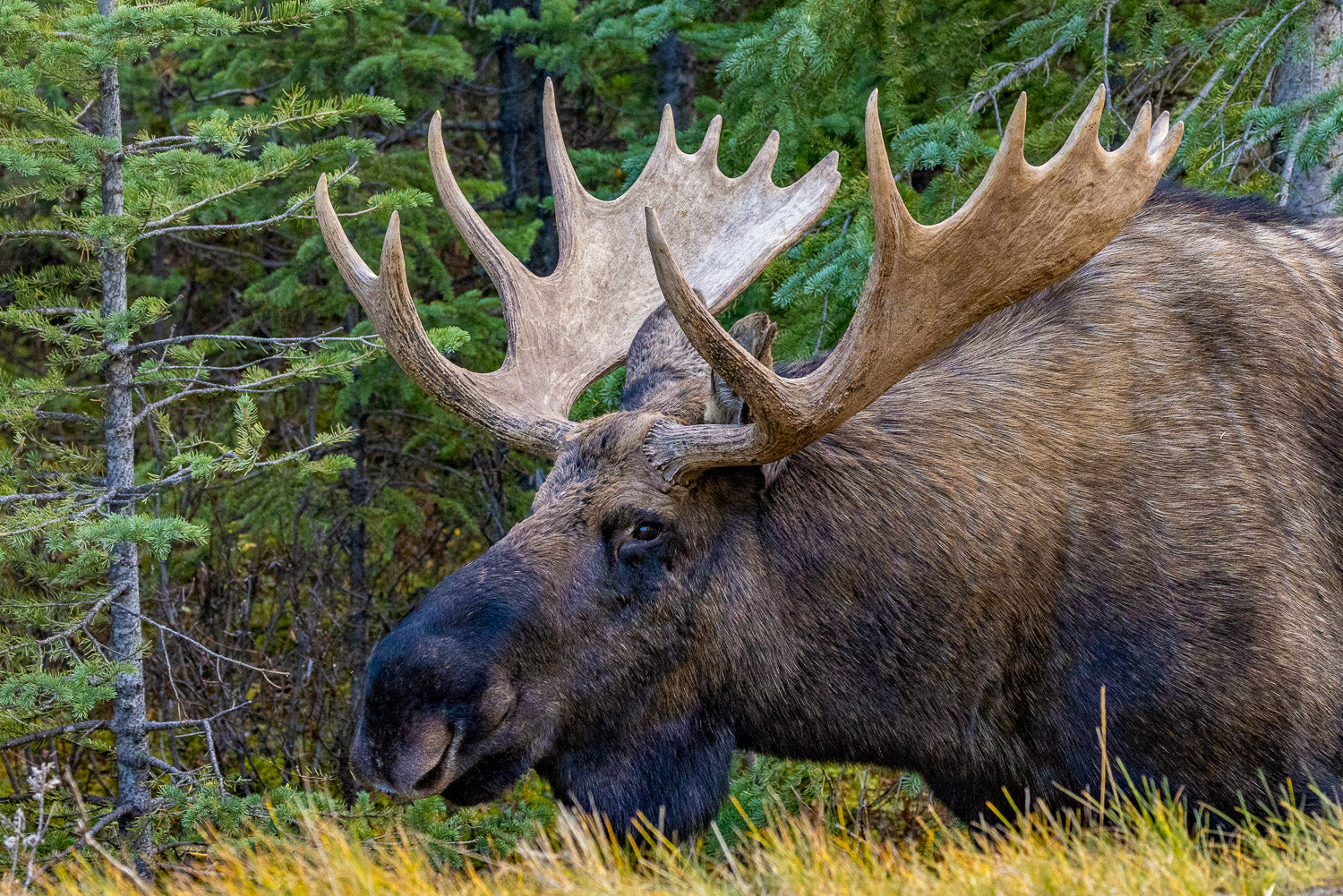 "Papa Moose" - Jasper, Alberta, Canada (Moose)