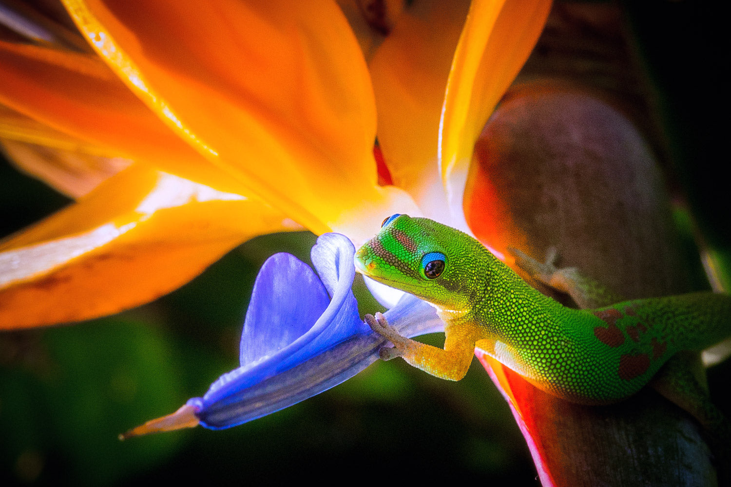 "Paradise Colors" - Honolulu, Oahu