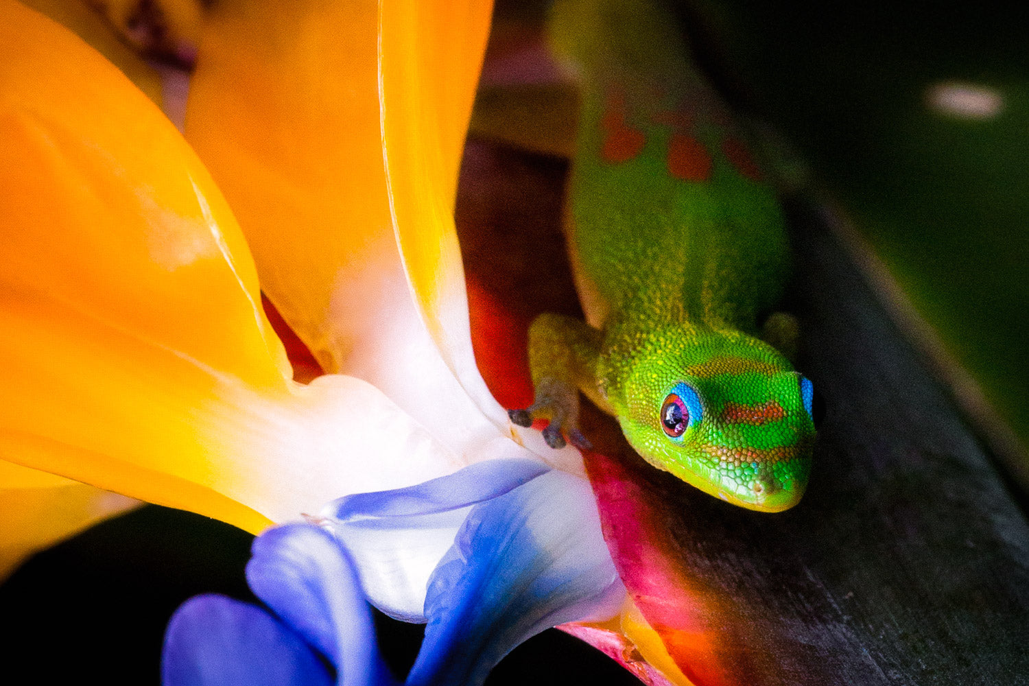 "Paradise Gecko" - Honolulu, Oahu