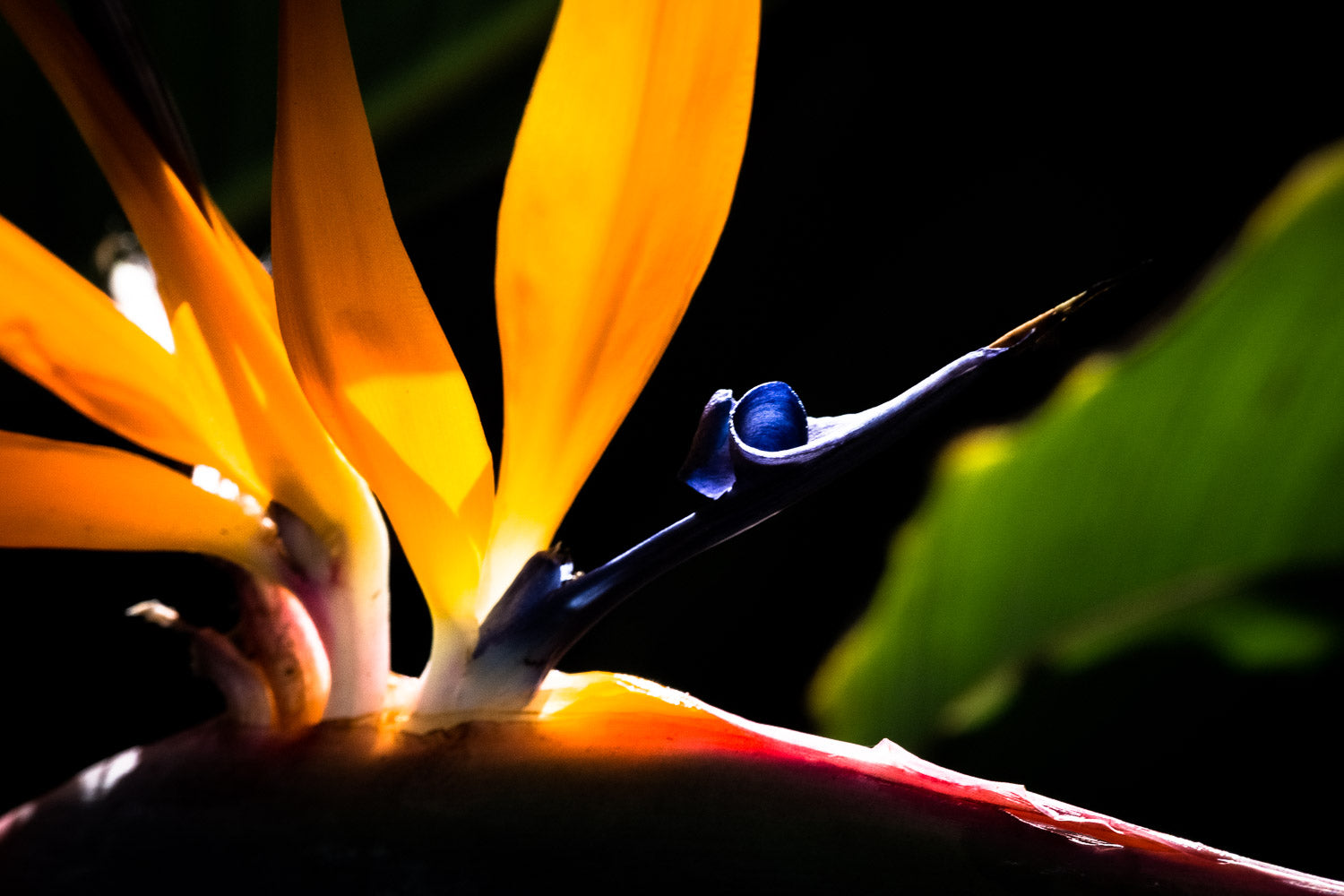 "Paradise's Bird" (Bird of Paradise)