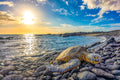 "Path Less Taken" - Kona, Hawaii