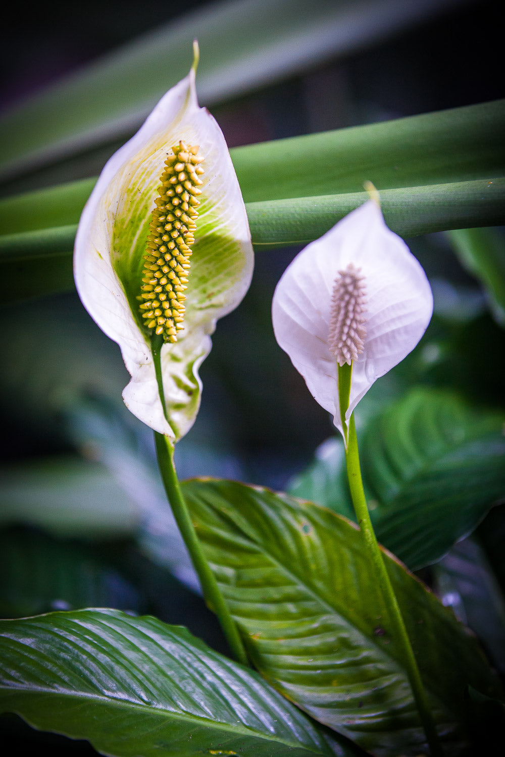 "Peace Lilly" (Peace Lilly)