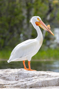 "Pelican Brief" - Lake Vermillion, Minnesota (Pelican)