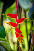 "Pendant Heliconia" (Heliconia)