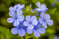 "Periwinkle" (Blue Plumbago)