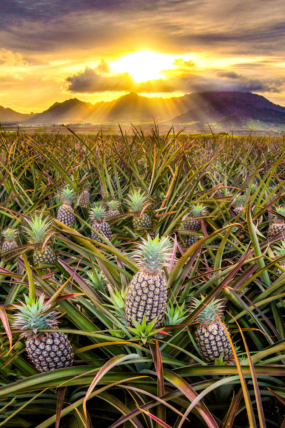 "Pineapple Express" - Wahiawa, Oahu