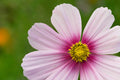 "Pink Cosmos" (Pink Cosmos)