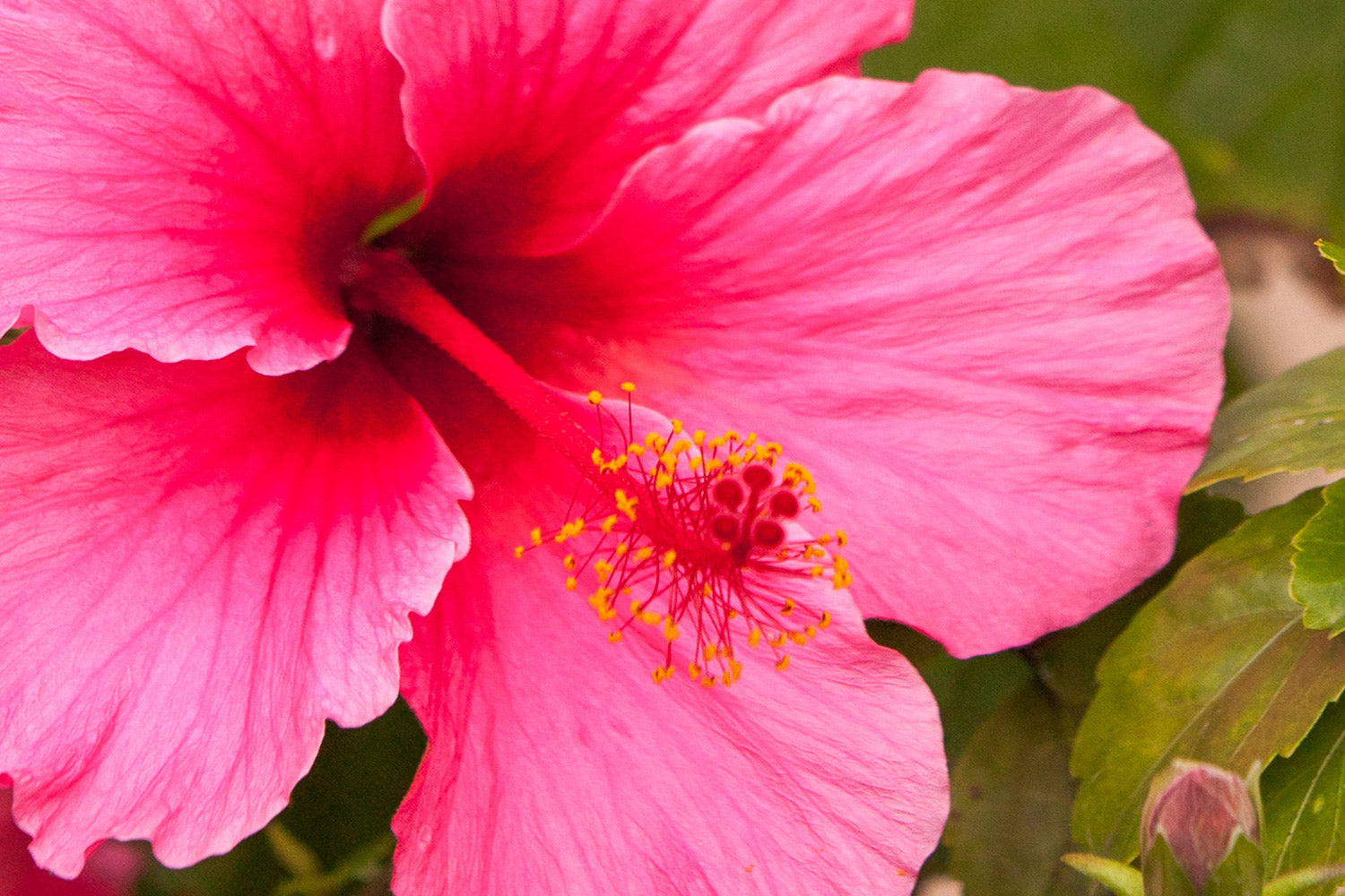 "Pink Hibiscus 2" (Hibiscus)
