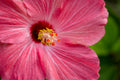 "Pink Hibiscus" (Hibiscus)