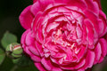 "Pink Lokelani" (Rose)