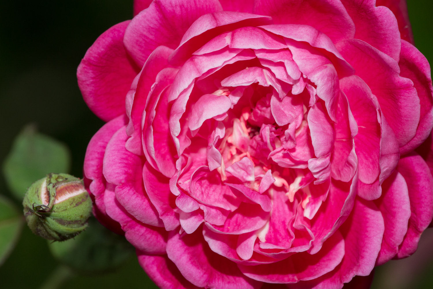"Pink Lokelani" (Rose)