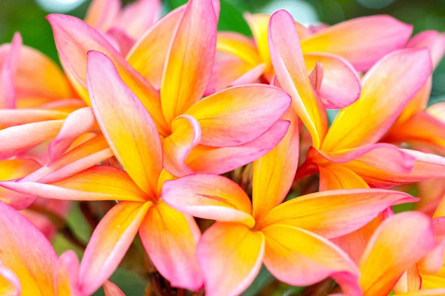 "Pink Pandemonium" (Plumeria)
