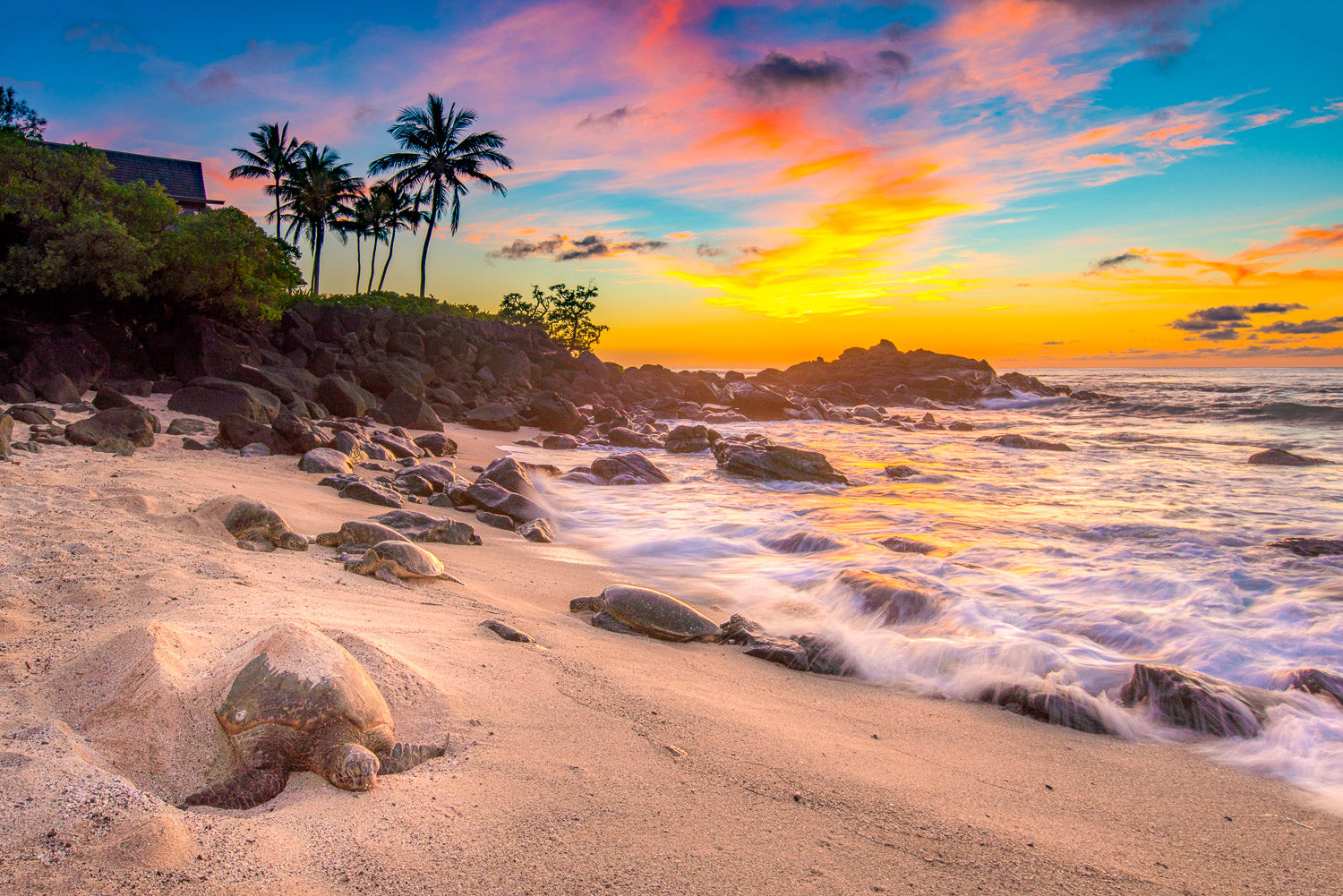 "Pink Turtles" - North Shore, Oahu